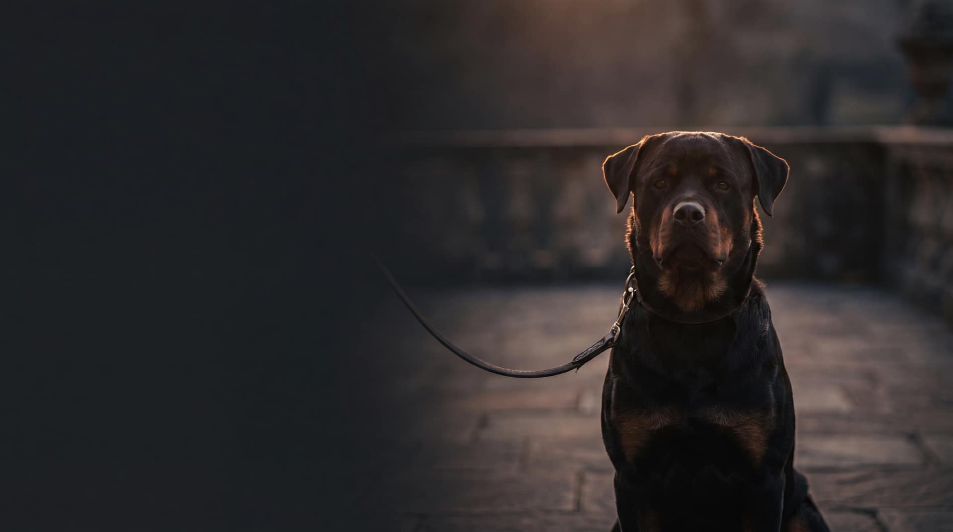 Chien de race assimilé à une catégorie tenu en laisse avec muselière