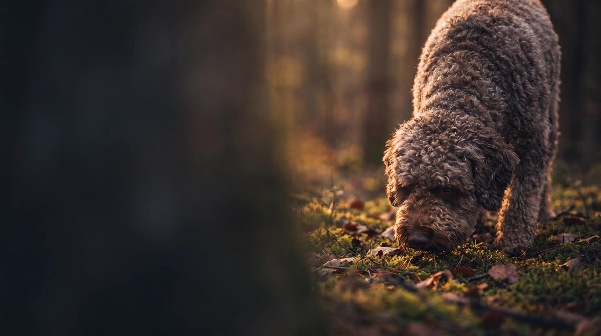Le chien truffier